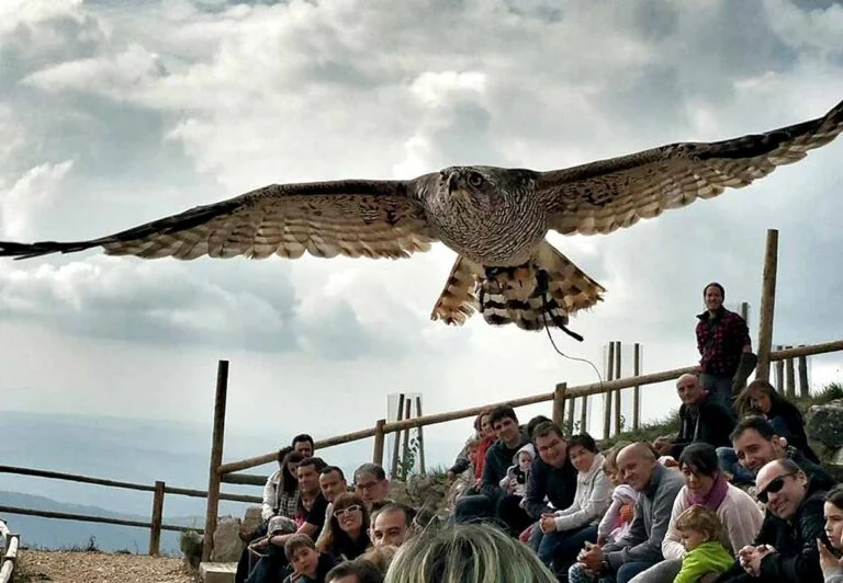 exhibició-zoo-pirineus