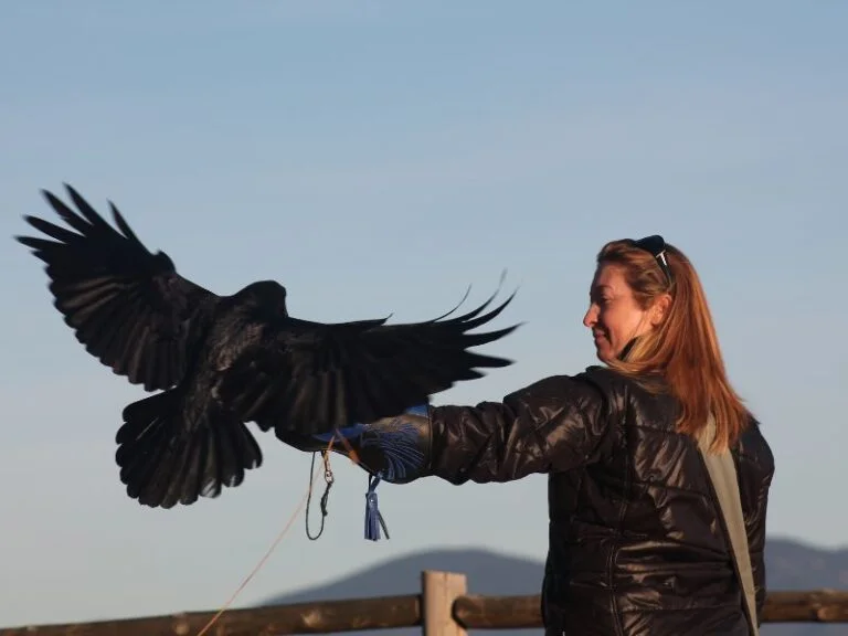 Curs-de-falconeria