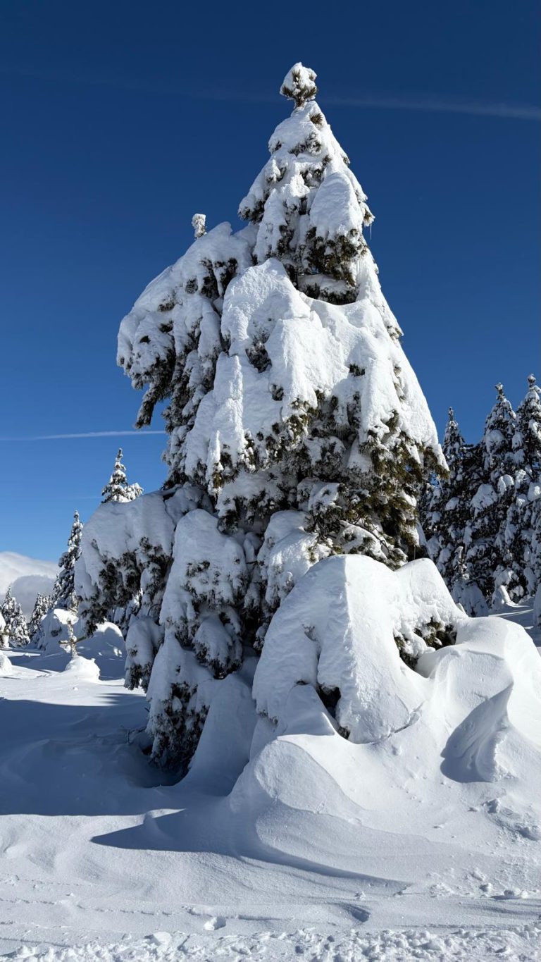 WhatsApp Image 2026-01-25 at 12.43.52 (1)